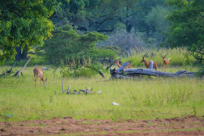 Day Safari Selous Game Reserve From Zanzibar Incl. Flights - Frequently Asked Questions