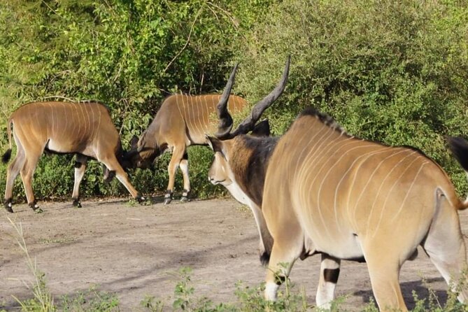 Day Tour Bandia Wildlife Reserve and Pink Lake