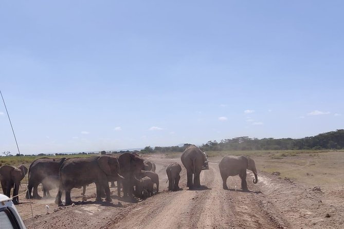 Day Tour to Amboseli National Park - Host Responses