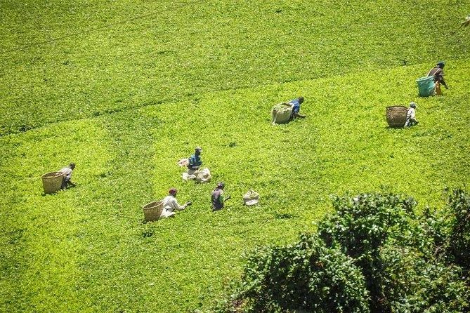 Day Tour to Kiambethu Tea Farm in Limuru From Nairobi