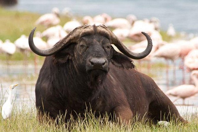 Day Trip - Lake Nakuru National Park Tour From Nairobi - The Sum Up