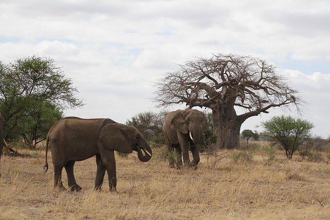 Day Trip - Tarangire National Park - Contact Information