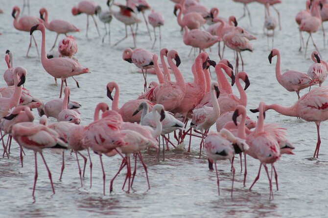 Day Trip To Arusha National Park - Cancellation Policy