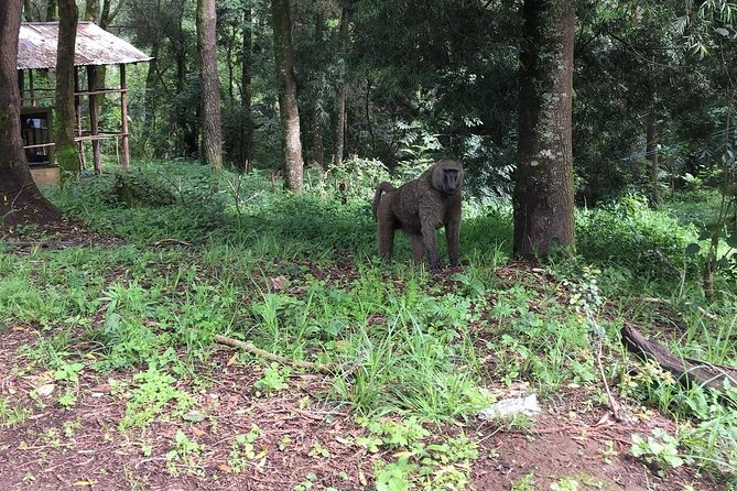 Day Trip To Menagesha Suba Forest - Customer Reviews