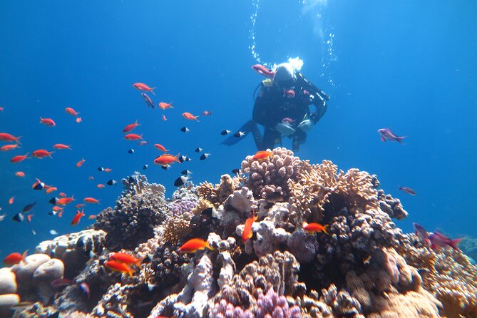 Diving Speed Boat in Marsa Alaam - Directions