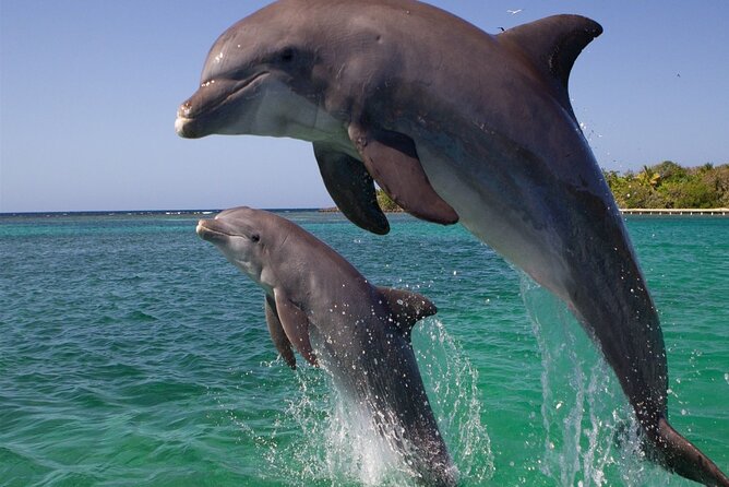 Dolphin Discovery Adventure in Hurghada - Reviews