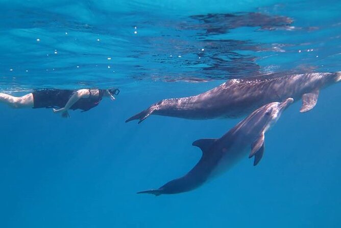 Dolphin House, Amazing Trip With Snorkeling and Dolphin Watching - Accessibility Information