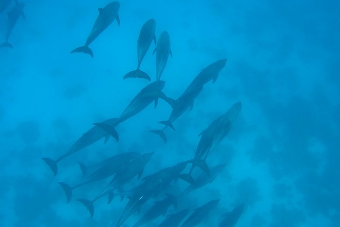 Dolphin House Royal Sea Trip Luxury Boat With Transfer - Hurghada - Additional Notes