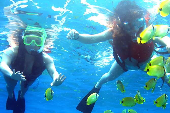 Dolphin Watching and Snorkeling Activity in Muscat - Logistics and Meeting Point