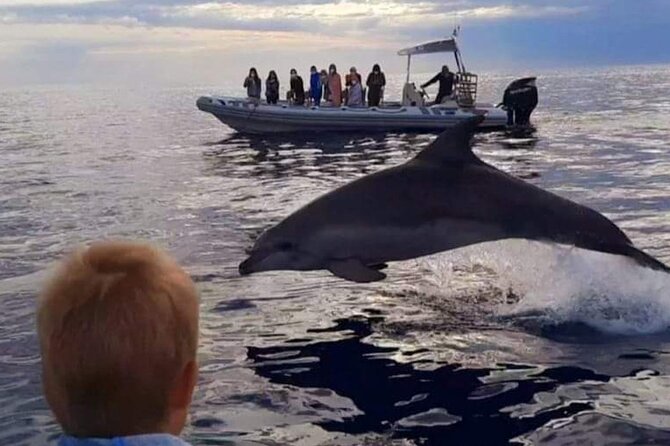 Dolphin Watching at Dawn in Alcúdia - The Sum Up