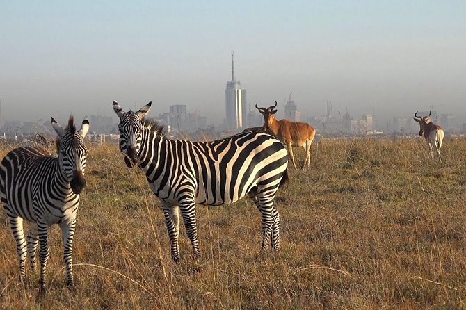 Early Morning Half Day Mini Safari To Nairobi National Park - Tour Inclusions