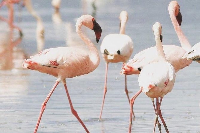ETHIOPIA BIRDWATCHING— 10 Days - Booking and Pricing Information