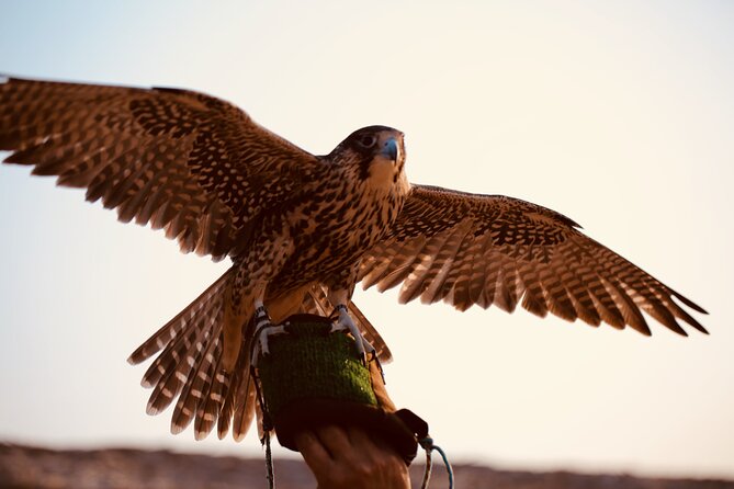 Evening Desert Safari Abu Dhabi With Hot BBQ Dinner - Frequently Asked Questions