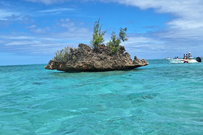 Exciting Dolphin Encounters in the Maurtiuss Lagoon - The Sum Up