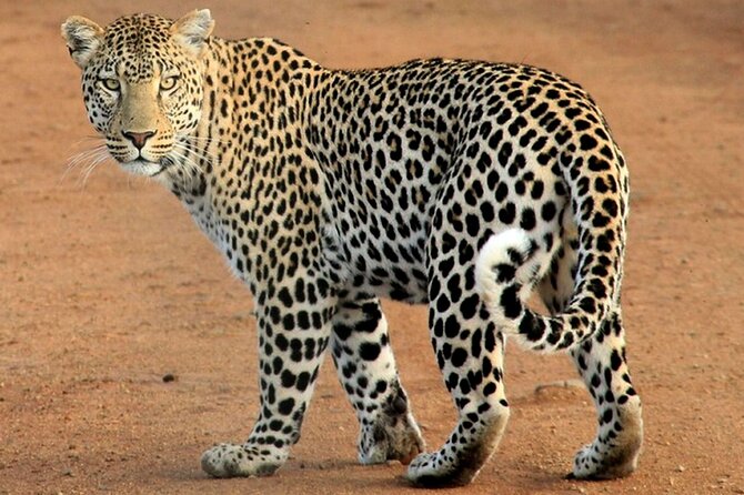 Excursion in Tarangire National Park Day Trip - Reservation Process and Inclusions