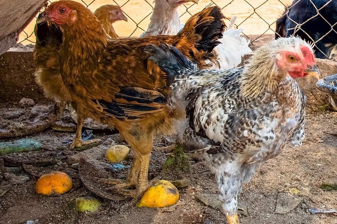 Farm-to-Table Cooking Class in an Organic Farm, Laconia, Greece! - Confirmation and Accessibility