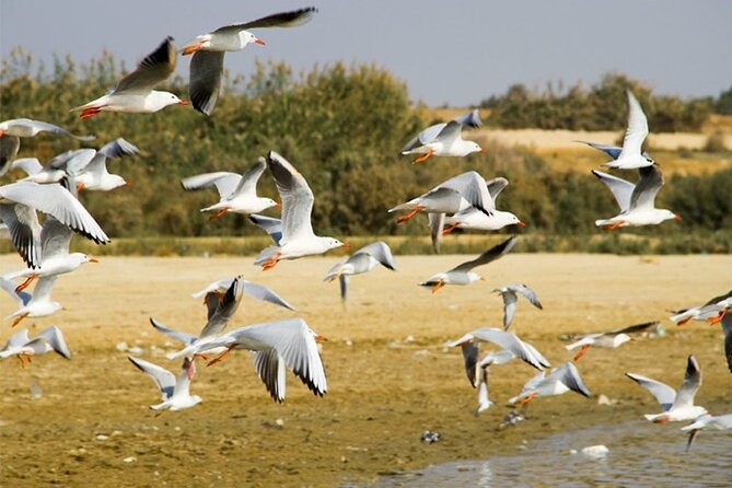 Fayoum Full Day Tour Bird Watching - Experienced Tour Guides