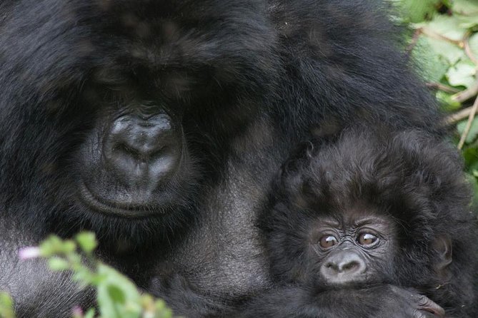 From Kigali: 2-Day Rwanda Gorilla Trekking Experience - The Sum Up