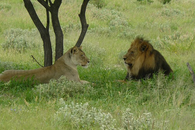 Full Day Chobe Game Drive, Guided Tour of Falls & 15 Mins Helicopter Flight