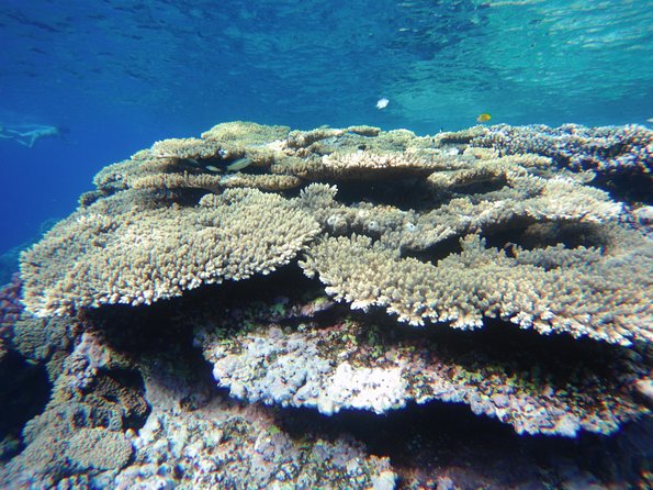 Full Day Dolphin House Satayeh Reef Snorkeling Sea Trip With Transfer-Marsa Alam - Directions and Meeting Point