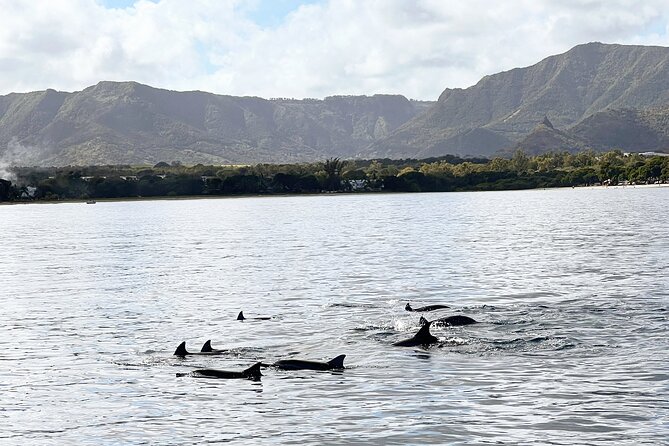 Full Day Dolphins Encounter Ile Aux Benitiers and Crystal Rock - What to Expect