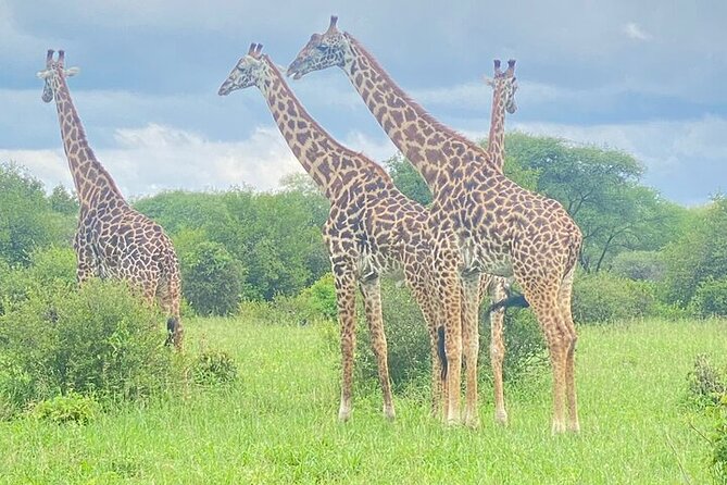 Full Day Guided Day Trip to Ngorongoro - Additional Information