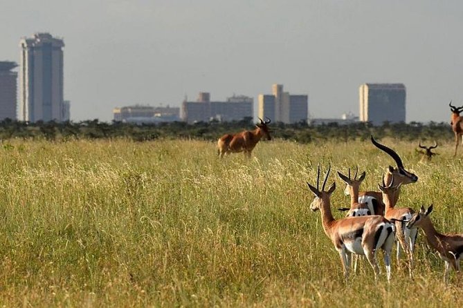 Full-Day Nairobi National Museum, Giraffe Centre and Nairobi National Park Tour - Detailed Itinerary Highlights