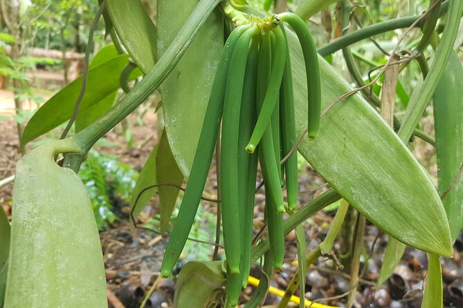 Full Day Private Spice Farm Stone Town and Prison Island - Cancellation Policy