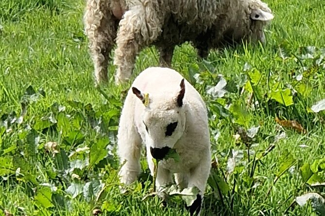 Full-Day Private Tour in South Coast of Cornwall - Cultural Immersion