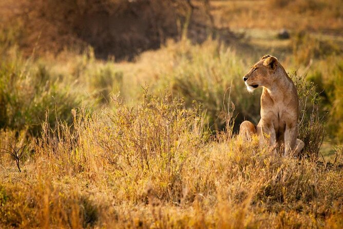 Full Day Safari From Zanzibar To Mikumi National Park - Guided Tour Information
