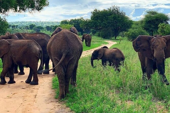 Full Day Safari to Selous Game Reserve From Zanzibar - Inclusions and Accessibility