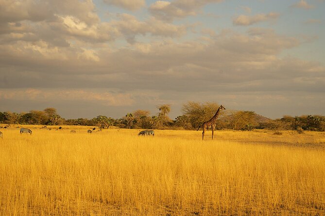Full-Day Serengeti Tour From Mwanza - The Sum Up