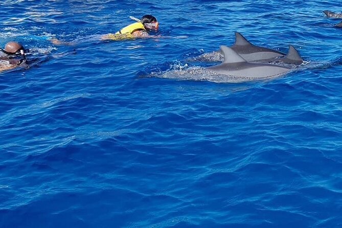 Full-Day Swimming With Dolphins and Casela Nature Park Tour in Mauritius - What To Expect