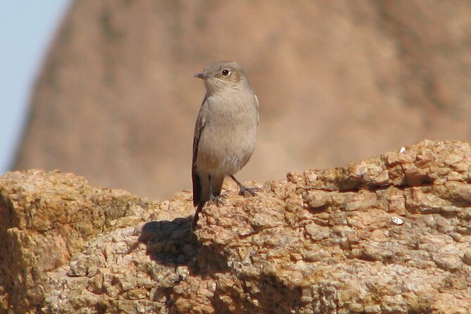 Full-Day Tour in Namib Desert From Swakopmund, Namibia