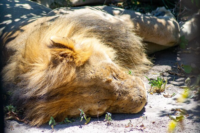 Full Day Tour to Chobe and Botswana From Victoria Falls