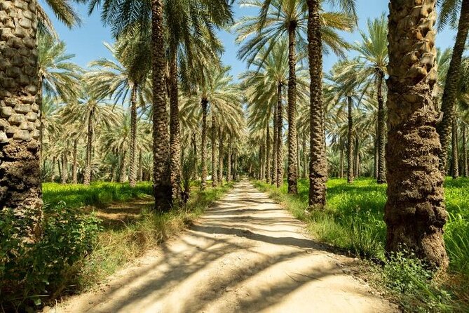 Full Day Tour to Nizwa Souq, Castle & Fort, Barakat Al Mouz - What To Expect