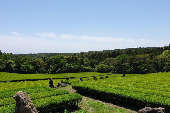 Fully Customizable Private Tour of Jeju Island - Overall Satisfaction