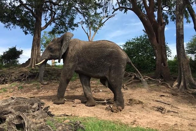 Game Drive in the Mosi-Oa-Tunya National Park From Livingstone - The Sum Up