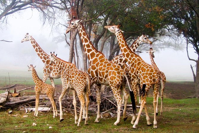 Giraffe Center & Elephant Orphanage Guided Day Tour - Frequently Asked Questions