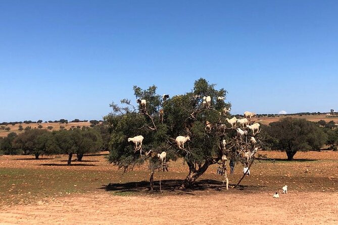 Group Day Trip From Marrakech to Essaouira - Health and Accessibility