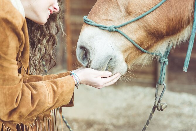 Guided Experience to Learn About Horses and Horse Care - Directions to El Ranchito Equestrian Club