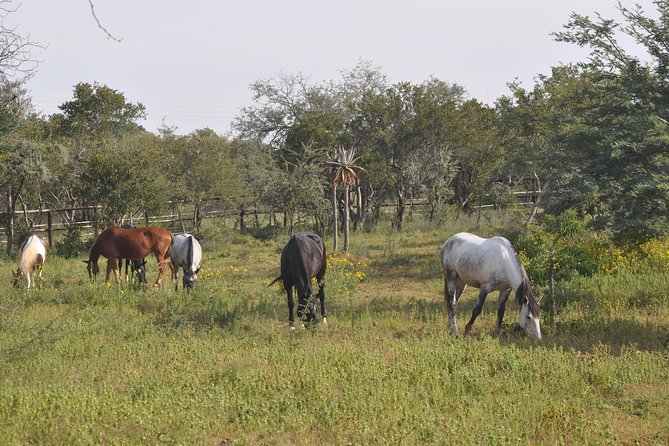 Guided Pony Riding in the Tranquil Surroundings of the Notwane Dam - Reviews Overview