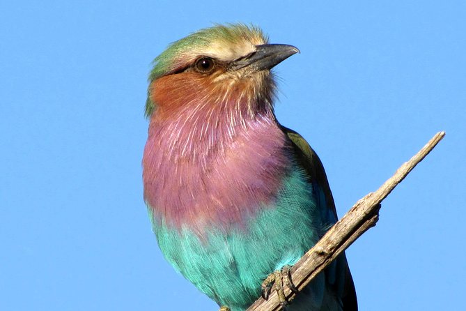 Half-Day Birding Tour of Livingstone - Frequently Asked Questions