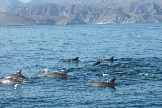 Half Day Dolphin Watching Musandam Dhow Cruise - Accessibility and Safety Considerations