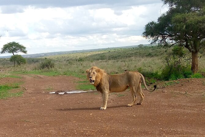 Half Day Nairobi National Park Guided Tour With Coffee and Snack - Frequently Asked Questions