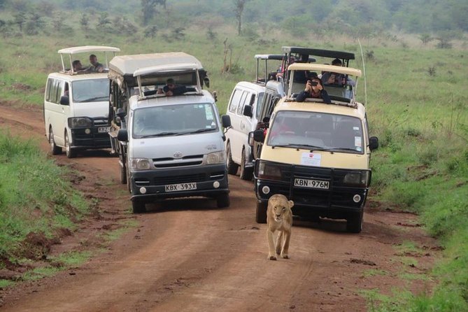 Half-Day Nairobi National Park Safari From Nairobi With Free Pickup - Reviews and Feedback