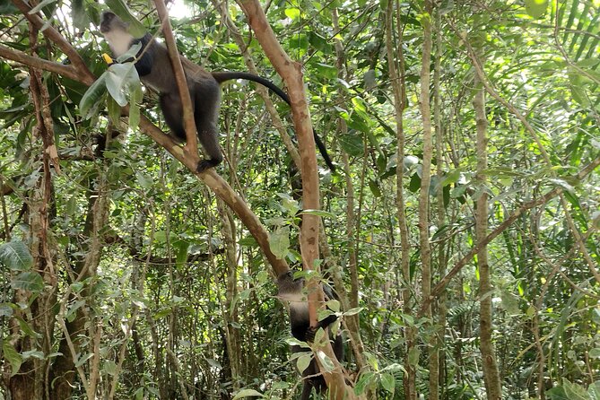 Half-Day Private Jozani Chwaka Bay Forest Tour in Zanzibar - Additional Cost