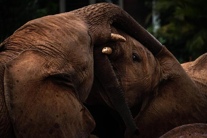 Half Day Tour to Elephant Orphanage & Giraffe Centre Nairobi - Guest Reviews and Testimonials
