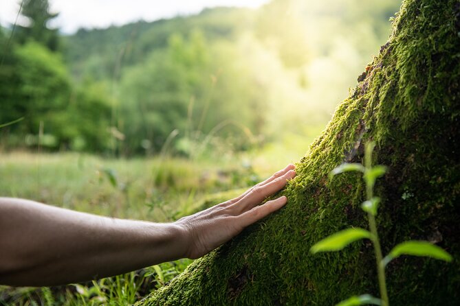 Helsinki Archipelago Forest Bathing Experience