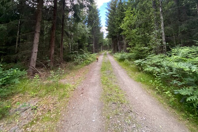 Hike With Wild Forage Surviving Tips and Local Lunch at the Lake - Frequently Asked Questions